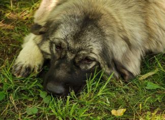 Ovako psi reaguju kad osete da je čovek u opasnosti: 6 znakova koji treba da budu alarm da će nešto da se desi