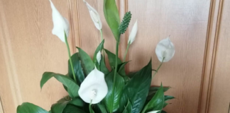 Moja mama RADI jednu stvar nakon zalijevanja spatifiliuma: Ne možete ni izbrojati nove pupoljke!