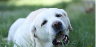 AKO STE MISLILI DA PAS JEDE TRAVU ZBOG PROBLEMA SA STOMAKOM PREVARILI STE SE: EVO šta je prava istina, morate znati