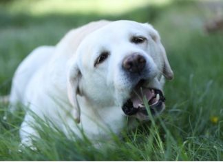 AKO STE MISLILI DA PAS JEDE TRAVU ZBOG PROBLEMA SA STOMAKOM PREVARILI STE SE: EVO šta je prava istina, morate znati
