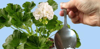 ODMAH JE PROCVJETALA! 1 kašičica za bilo koji kućni cvijet i bujno cvjetanje je zagarantovano!