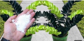 Dodatak jedne žlice gnojiva može uzrokovati brzi rast biljke.