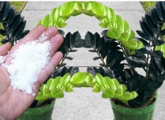 Dodatak jedne žlice gnojiva može uzrokovati brzi rast biljke.