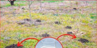 Za nedelju dana paradajz ima stabljiku deblju od malog prsta! Zalijevam ga OVOM smjesom..