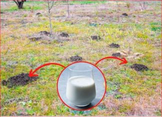 Za nedelju dana paradajz ima stabljiku deblju od malog prsta! Zalijevam ga OVOM smjesom..