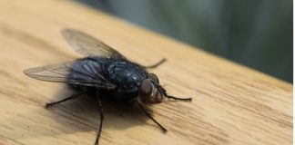 KUĆA VAM JE PUNA MUHA, OTJERAJTE IH BRZO I JEDNOSTAVNO: Treba vam samo JEDNA NAMIRNICA!