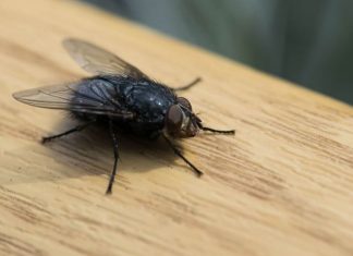 KUĆA VAM JE PUNA MUHA, OTJERAJTE IH BRZO I JEDNOSTAVNO: Treba vam samo JEDNA NAMIRNICA!