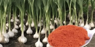 SIPAJTE U BAŠTU: Ovo je glavni razlog zašto svake godine imam veliki rod belog luka, luka, krastavaca i paradajza!