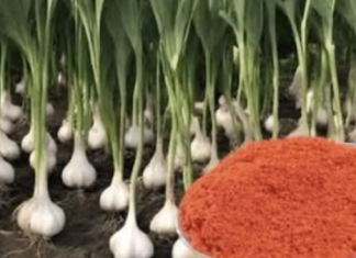 SIPAJTE U BAŠTU: Ovo je glavni razlog zašto svake godine imam veliki rod belog luka, luka, krastavaca i paradajza!