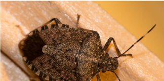 STAVITE OVO KOD VRATA I SVIH PROZORA: Smrdibube se neće približiti vašem domu!