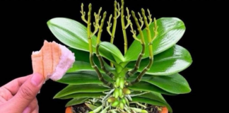 Stavite 1 komad isp0d orhideje! 0djednom izraste 100 grana i cvjeta cijele godine