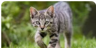 ZAŠTO MAČKA PRATI VLASNIKA U STOPU: Ako ide s vama čak i u WC, EVO ŠTA VAM PORUČUJE