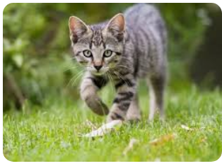 ZAŠTO MAČKA PRATI VLASNIKA U STOPU: Ako ide s vama čak i u WC, EVO ŠTA VAM PORUČUJE