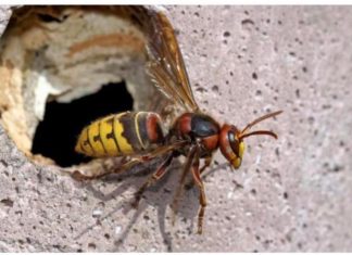 U slučaju da doživite ubod stršljena, hitno djelovanje je ključno za očuvanje vašeg zdravlja i sprječavanje eventualnih alergijskih reakcija.