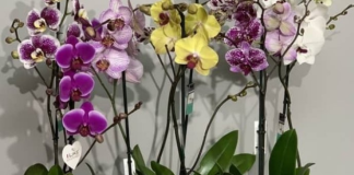 NEMOJTE ZALIVATI ORHIDEJU OBIČNOM VODOM, POSTOJI MNOGO BOLJE RJEŠENJE: Samo tako će CVJETATI KAO LUDA