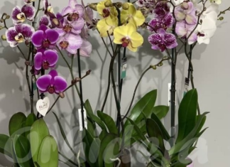 NEMOJTE ZALIVATI ORHIDEJU OBIČNOM VODOM, POSTOJI MNOGO BOLJE RJEŠENJE: Samo tako će CVJETATI KAO LUDA