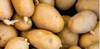 OVO MORATE ZNATI: Smije li se krompir jesti nakon što proklija? Evo šta kažu stručnjaci