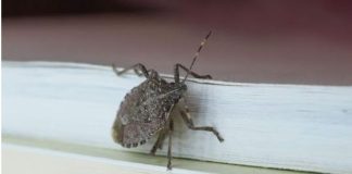 Smrdibube ne podnose miris jedne biljke: Nabavite je i više ih nećete vidjeti, BJEŽAĆE KAO LUDE