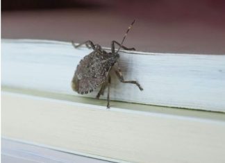 Smrdibube ne podnose miris jedne biljke: Nabavite je i više ih nećete vidjeti, BJEŽAĆE KAO LUDE