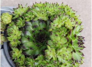 Narodna verovanja kažu da ovu biljku ni za živu glavu ne treba saditi u dvorištu: Tera sreću iz kuće i unosi maler