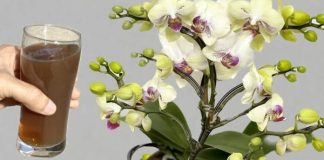 Sipao sam 1 čašu u korijenje! Orhideje ODMAH cvjetaju cijele godine na ovaj jednostavan način.