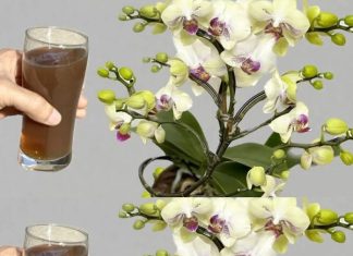 Sipao sam 1 čašu u korijenje! Orhideje ODMAH cvjetaju cijele godine na ovaj jednostavan način.