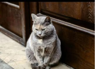 Nemojte je odbaciti: kada mačka stigne na vaš prag, često je popraćena značajnim vijestima!