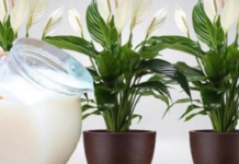 Samo 1šalica će SPATIFILIUM doslovno eksplodirati: Toliko cvjetova i novih listova još niste vidjeli!