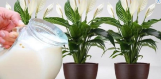 Samo 1šalica će SPATIFILIUM doslovno eksplodirati: Toliko cvjetova i novih listova još niste vidjeli!