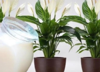 Samo 1šalica će SPATIFILIUM doslovno eksplodirati: Toliko cvjetova i novih listova još niste vidjeli!