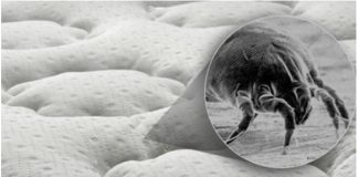 U kući više nećete naći paukove, muhe ili prehrambene moljce: Jednostavno kućno rješenje koje će ih TRAJNO otjerati!