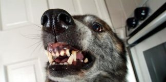 Ako se desi napad psa samo izgovorite ove rijeci i spasite zivot! Kada cujete ove rijeci skamenit ce se!