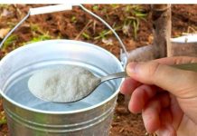 1 kašika po kanti vode i zemlja je kao nova: ZALIJTE BAŠTU NJOME ZA BOGATU ŽETVU SVEGA!