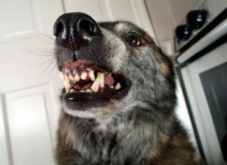 AKO VAS NAPADNE PAS, IZGOVORITE MU SAMO OVU RIJEČ: Tako ćete sebi SPASITI ŽIVOT, kad je ČUJE UKOPAĆE SE U MJESTU