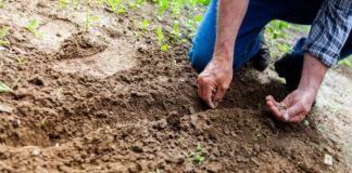 Kada sadite krompir u rupu ubacite malo ovog sastojka, buba zlatica neće smeti da mu priđe