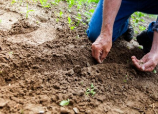 Kada sadite krompir u rupu ubacite malo ovog sastojka, buba zlatica neće smeti da mu priđe