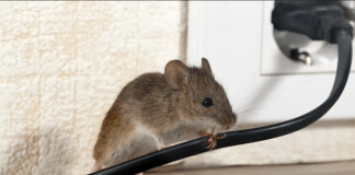DOMAĆI TRIK DA SE RIJEŠITE MIŠEVA U STANU ILI PODRUMU