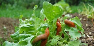 IMATE PROBLEME SA PUŽEVIMA U BAŠTI? EVO KAKO DA IH SE ZAUVIJEK RIJEŠITE: Stručnjaci otkrili TRIK, treba vam 1 stvar Zanimljivosti