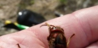 Jedini spas kad vas ujede osa, pčela ili stršljen: Stavite ovo na mjesto uboda, nestat će bol i otok