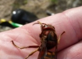 Jedini spas kad vas ujede osa, pčela ili stršljen: Stavite ovo na mjesto uboda, nestat će bol i otok