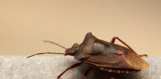 Žena otkrila trajno rešenje za smrdibube, pa sve šokirala otkrićem: “Već 2 nedelje nema nijedne”