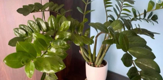 Umjesto u supu, stavite u v0du i prelijte zamiokulkas: Novi, zeleni listovi će 0DMAH niknuti!