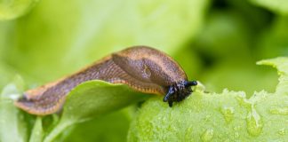 11 najefikasnijih načina da oterate puževe iz bašte i sprečite ih da unište svo povrće: Ovo će odmah oterati te velike štetočine, više neće prići vašim biljkam