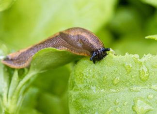 11 najefikasnijih načina da oterate puževe iz bašte i sprečite ih da unište svo povrće: Ovo će odmah oterati te velike štetočine, više neće prići vašim biljkam