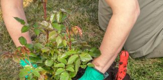 Kako pravilno orezati ružu kad precveta? Isecite je ovako i iz svakog starog izaćiće 10 novih cvetova