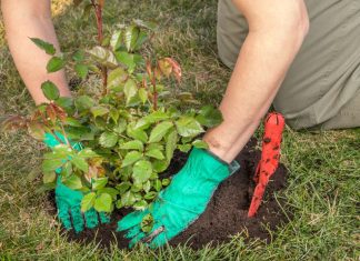 Kako pravilno orezati ružu kad precveta? Isecite je ovako i iz svakog starog izaćiće 10 novih cvetova