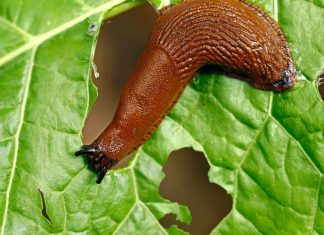 Ne koristim kemikalije da se riješim puževa. Zahvaljujući susjedovim savjetima, cijeli vrt je očišćen. To je najbolji pesticid za stabla lipe.