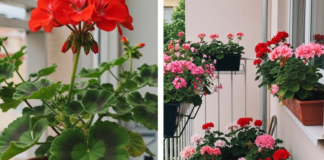 Evo kako da muškatle budu prepune cvetova: Zalivajte ihovako da bi uvek cvetale bujno