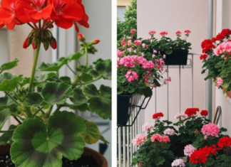 Evo kako da muškatle budu prepune cvetova: Zalivajte ihovako da bi uvek cvetale bujno