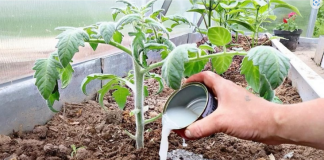 Vrtlari, ovo je onočime hraniti PARADAJZE nakon sadnje: Sipajte ovo na rasadima i imaće više plodova nego listova!